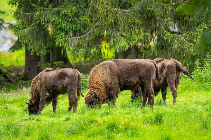 European bison (Bison bonasus) standing on a meadow in summer, Bavarian Forest, Germany