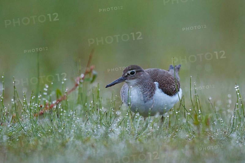 Common Sandpiper (Actitis hypoleucos) foraging, North Rhine-Westphalia, Germany