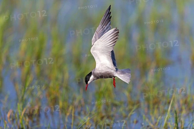 White-bearded Tern, (Chlidonias hybridus, Chlidonias hybrida, family of terns, flight, biotope, habitat, foraging, prey, dive, hunting fish, Lake Neusiedl, Illmitz, Burgenland, Austria