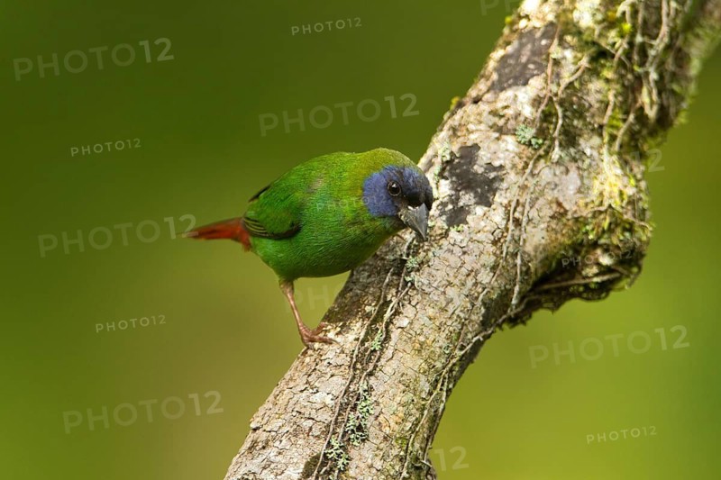 Blue-faced Parrotfinch (Erythrura trichroa macgillivrayi), Queensland, Australia