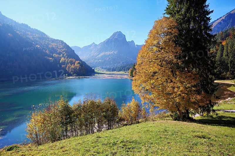 Autumn-coloured sycamore maple (Acer pseudo plantanus), at Obersee, Näfels, Canton Glarus, Switzerland