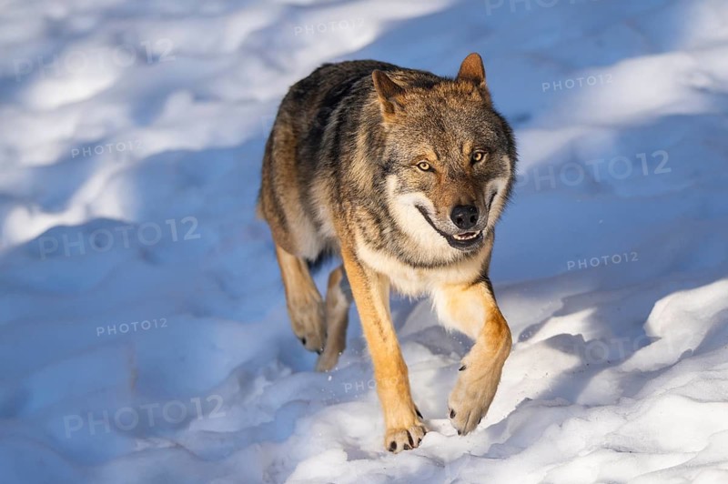 European gray wolf (Canis lupus lupus) walking in a forest in winter, snow, Bavaria, Germany