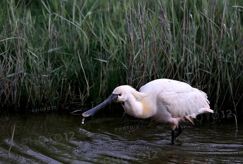 Spoonbill (Platalea leucorodia) looking for food in shallow water with drops of water in its open beak. Texel, North Holland, Netherlands