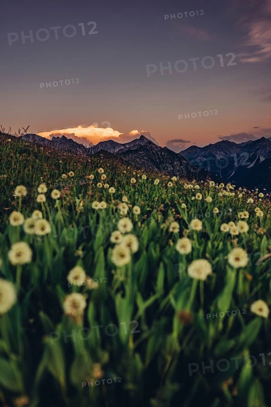 Hiking tour on the Hönig mountain in the Lechtal valley near Berwang in Tyrol, Austria