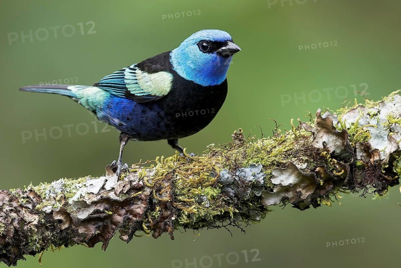 Blue-necked Tanager (Tangara cyanicollis) perched on a branch in Colombia, South America