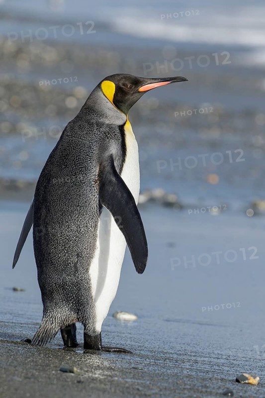 King Penguin (Aptenodytes patagonicus) perched on a rocky beach on South Georgia Island