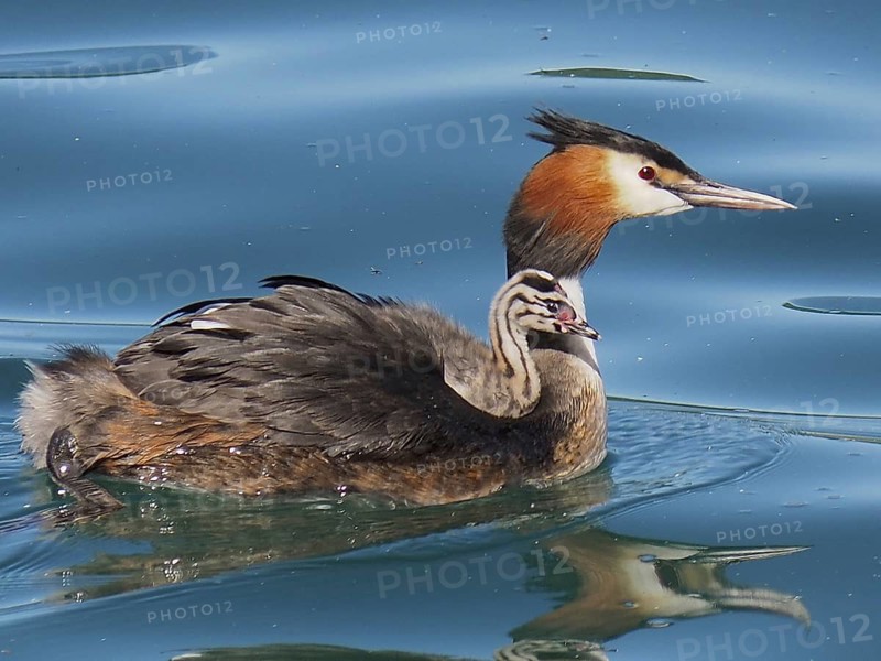Great crested grebe with downy chicks (Podiceps cristatus)