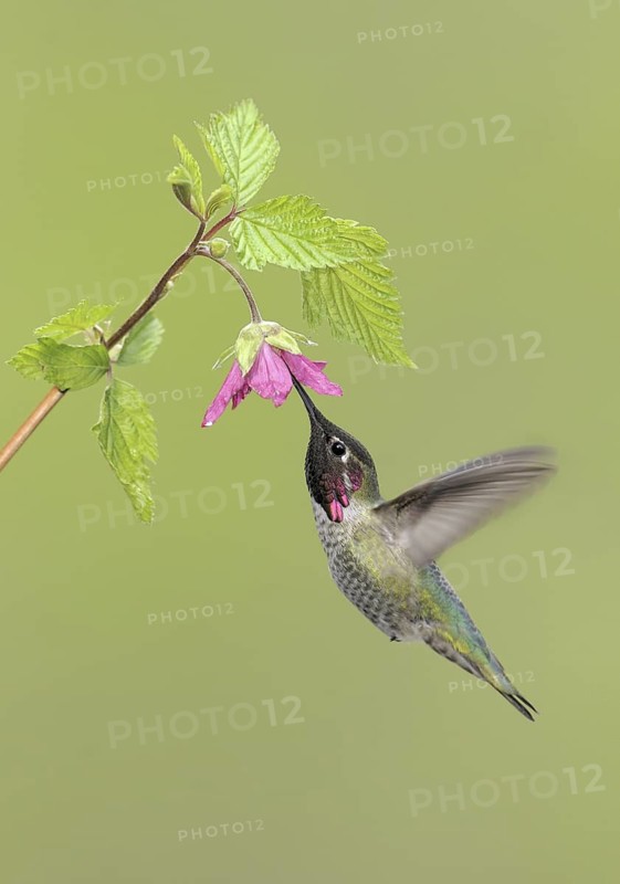 Anna's Hummingbird (Calypte anna), British Columbia, Canada