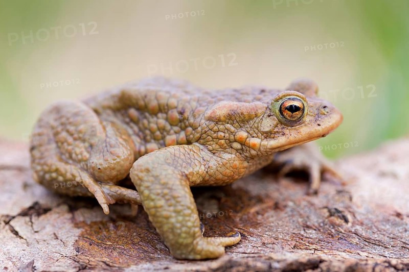 Common toad, (Bufo bufo), animals, amphibians, toad, toads, frogs, family of the true toads, Wormser Ried, Worms district, Rhineland-Palatinate, Germany