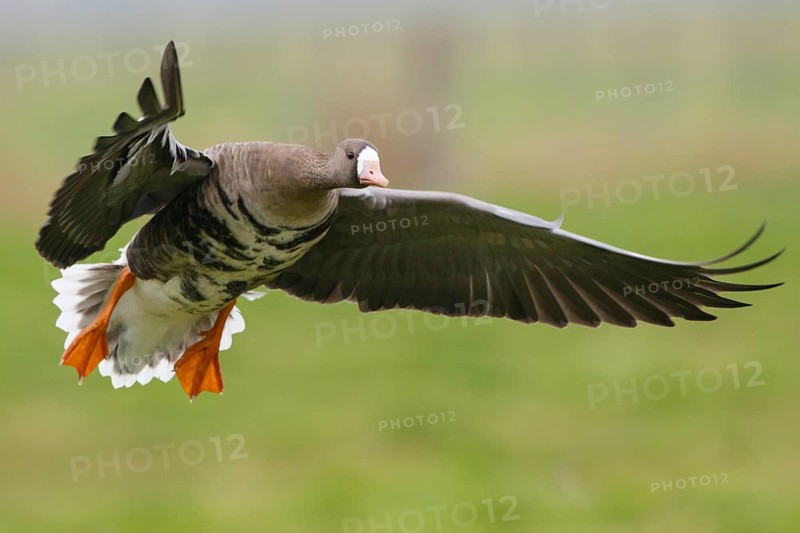 Greater White-fronted Goose (Anser albifrons) flying, North Rhine-Westphalia, Germany