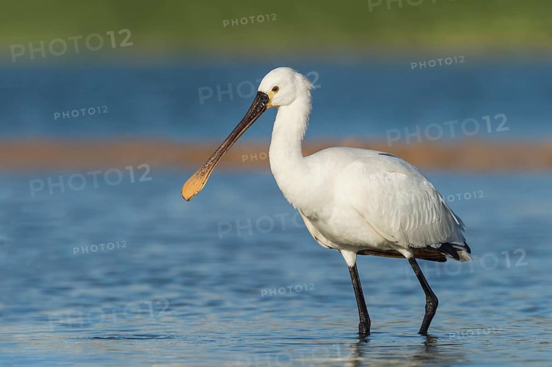 Eurasian Spoonbill (Platalea leucorodia) foraging, Eilat, Israel