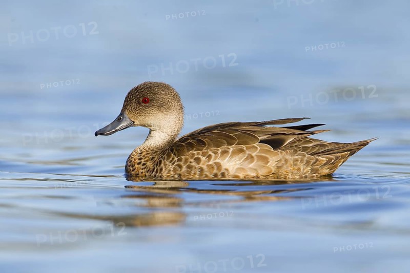 Grey Teal (Anas gracilis), Victoria, Australia