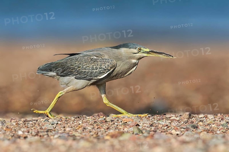 Striated Heron (Butorides striata) hunting, Eilat, Israel