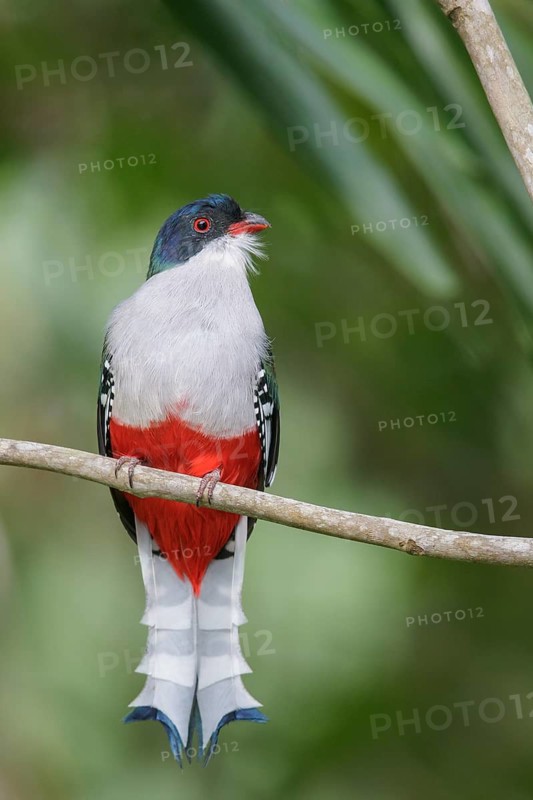 Cuban Trogon (Priotelus temnurus) perched on a branch in Cuba