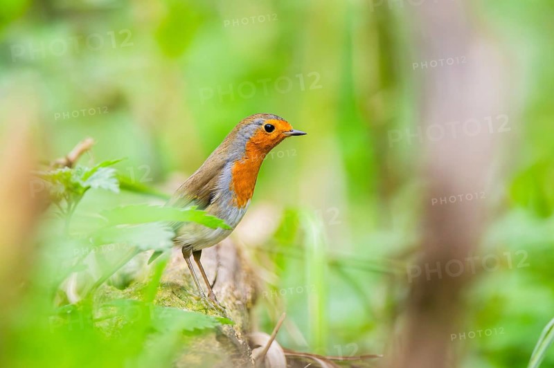 European robin (Erithacus rubecula) sitting on an old wooden branch, Bavaria, Germany