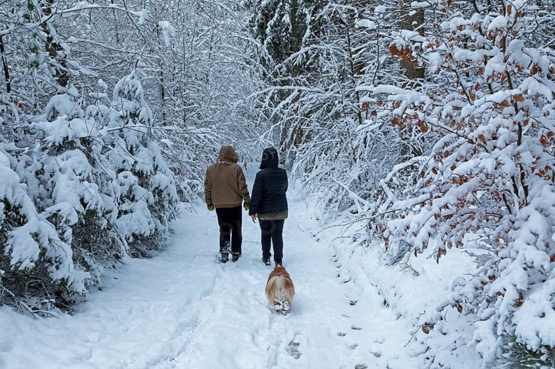 Two woman taking a walk with a dog through a snowy forest, winter, snow, Sieversen, Samtgemeinde Rosengarten, Lower Saxony, Germany