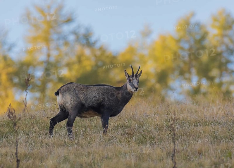 Gaemse (Rupicapra rupicapra) chamois