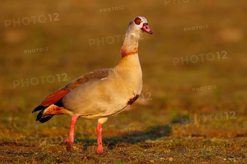 Egyptian Goose (Alopochen aegyptiaca), North Rhine-Westphalia, Germany