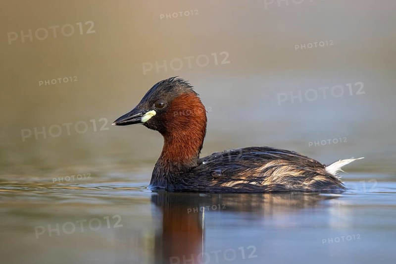 Little Grebe (Tachybaptus ruficollis), North Rhine-Westphalia, Germany