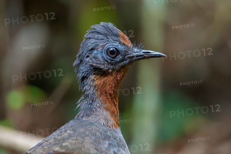 Superb Lyrebird (Menura novaehollandiae) juvenile, New South Wales, Australia