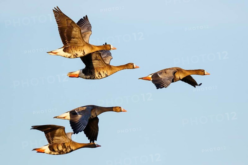Greater White-fronted Goose (Anser albifrons) flying, North Rhine-Westphalia, Germany