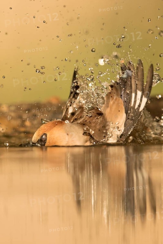Hawfinch (Coccothraustes coccothraustes) male bathing, Serbia