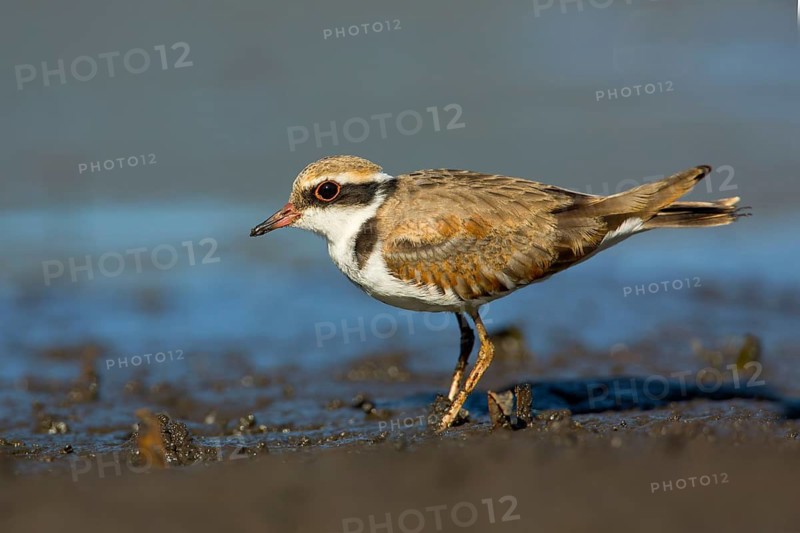 Black-fronted Dotterel (Elseyornis melanops) juvenile, Victoria, Australia