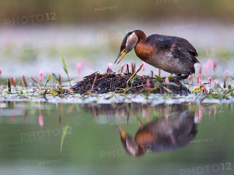 Red-necked Grebe (Podiceps grisegena) on nest, Mecklenburg-Western Pomerania, Germany