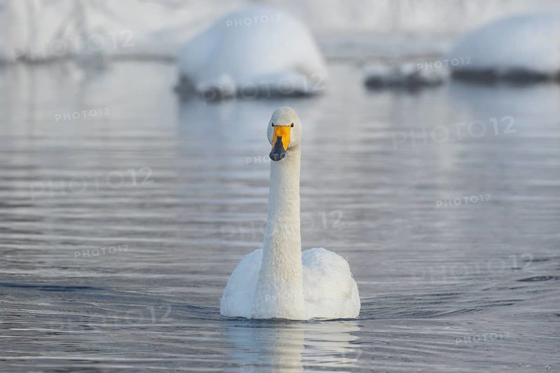 Whooper Swan (Cygnus cygnus), Finland