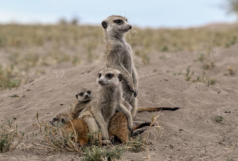 Meerkats or suricates (Suricata suricatta), mother with young, Makgadikgadi Salt Pans, Makgadikgadi Pans National Park, Central District, Botswana