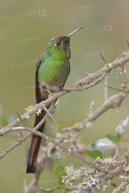 Red-tailed Comet (Sappho sparganura) perched on a branch in Bolivia, South America