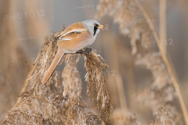 Bearded Reedling (Panurus biarmicus) male perched on reed, Piedmont, Italy