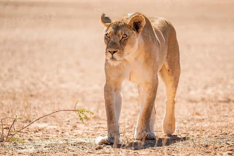 Lioness (Panthera leo) walking towards camera, Kgalagadi Transfrontier National Park, Northern Cape, South Africa