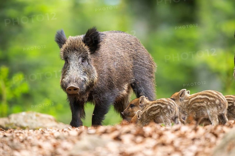 Wild boar (Sus scrofa) mother with her piglets (Squeaker) in a forest, Bavaria, Germany