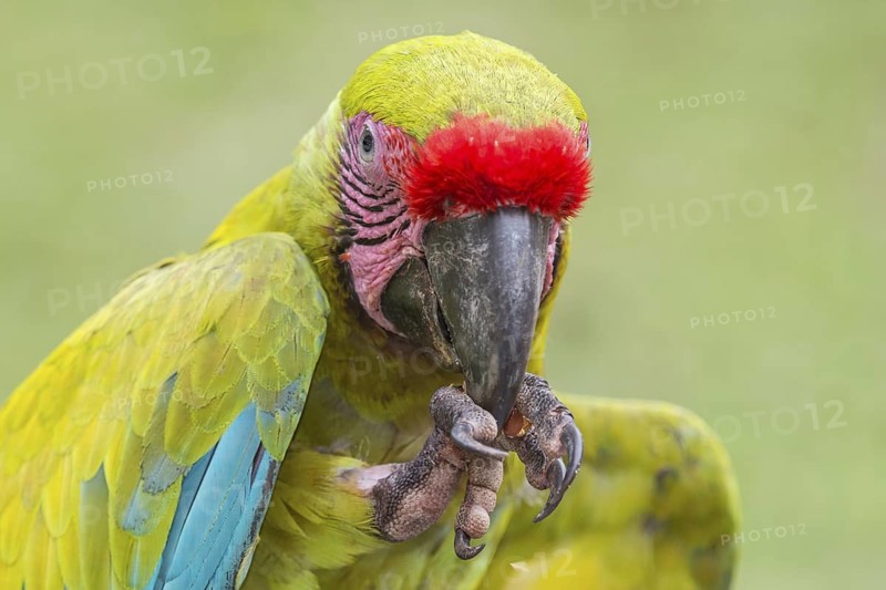 Great Green Macaw (Ara ambiguus), Costa Rica