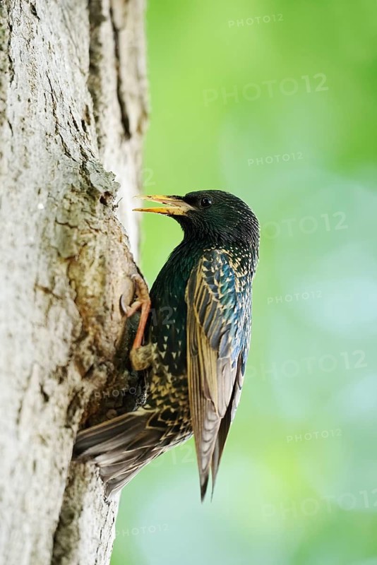 Starling (Sturnus vulgaris) at the breeding den, North Rhine-Westphalia, Germany