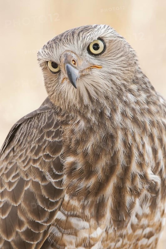 Pale Chanting Goshawk (Melierax canorus) juvenile, Northern Cape, South Africa