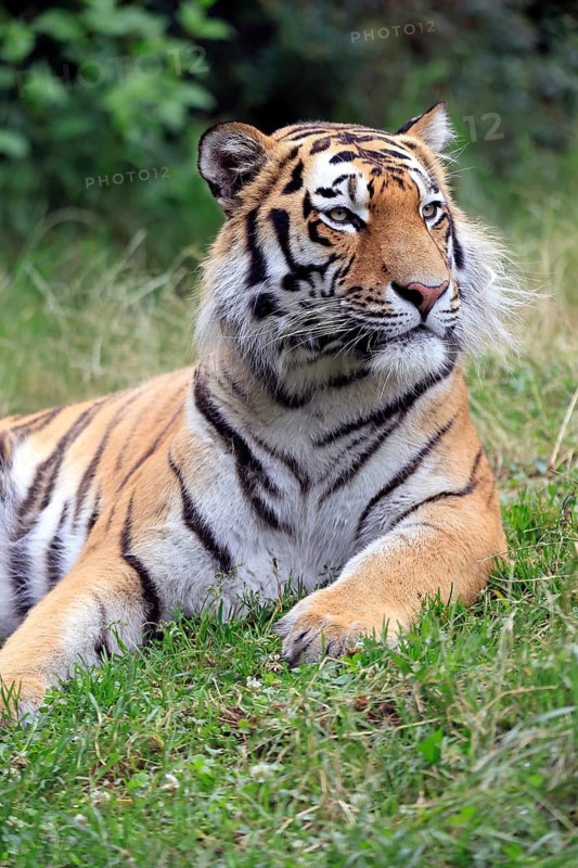 Siberian tiger (Panthera tigris altaica), adult, alert, in the grass, portrait