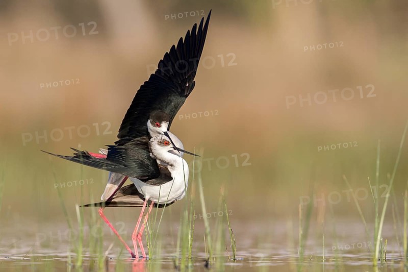 Black-winged Stilt (Himantopus himantopus) pair mating, Romania