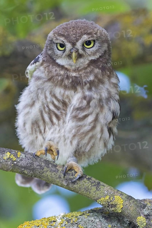 Little owl, (Athene noctua), animals, birds, owls, family of owls, Plateau Oberflörsheim, district Alzey, Rhineland-Palatinate, Federal Republic of Germany
