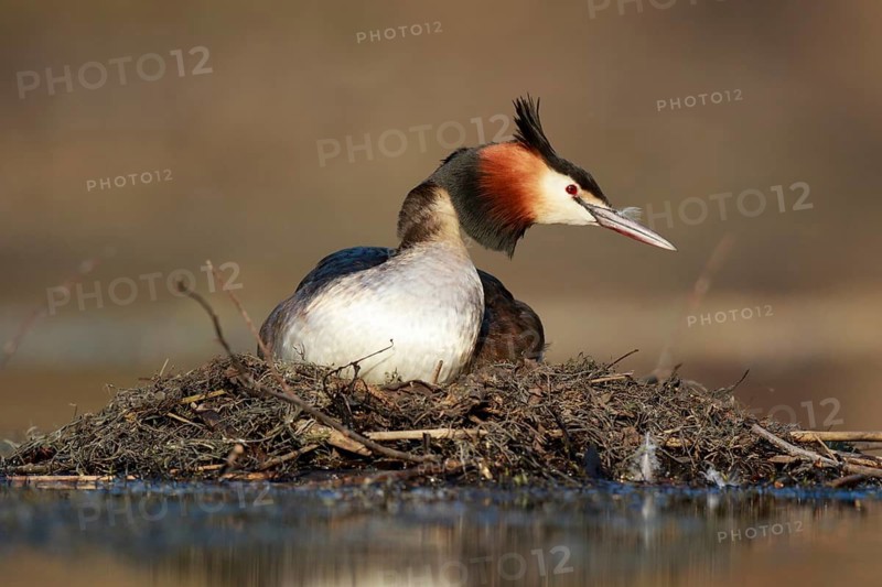 Great Crested Grebe (Podiceps cristatus) on nest, North Rhine-Westphalia, Germany