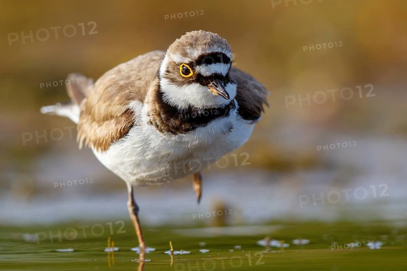 Little Ringed Plover (Charadrius dubius), North Rhine-Westphalia, Germany
