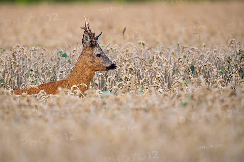 Roebuck (Capreolus capreolus) in wheat, Vechta, Lower Saxony, Germany