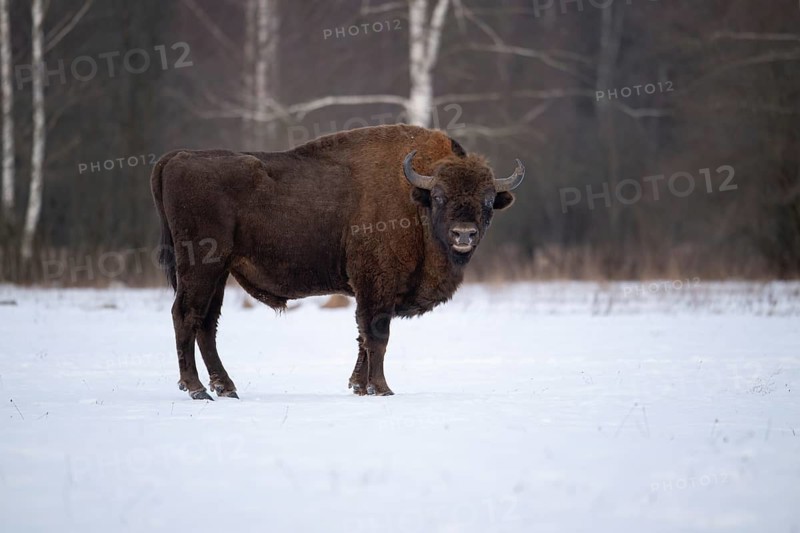 European bison (Bos bonasus, Bison bonasus), bison bull standing in a forest clearing in winter, Podlaskie Voivodeship, Poland