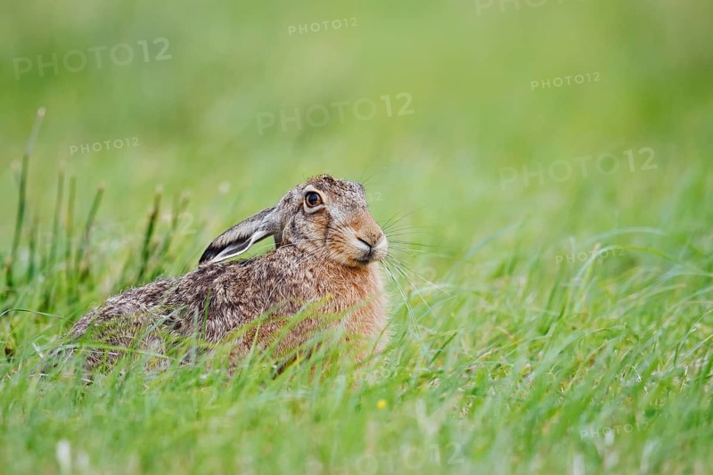 European hare (Lepus europaeus) sitting in a meadow, North Rhine-Westphalia, Germany