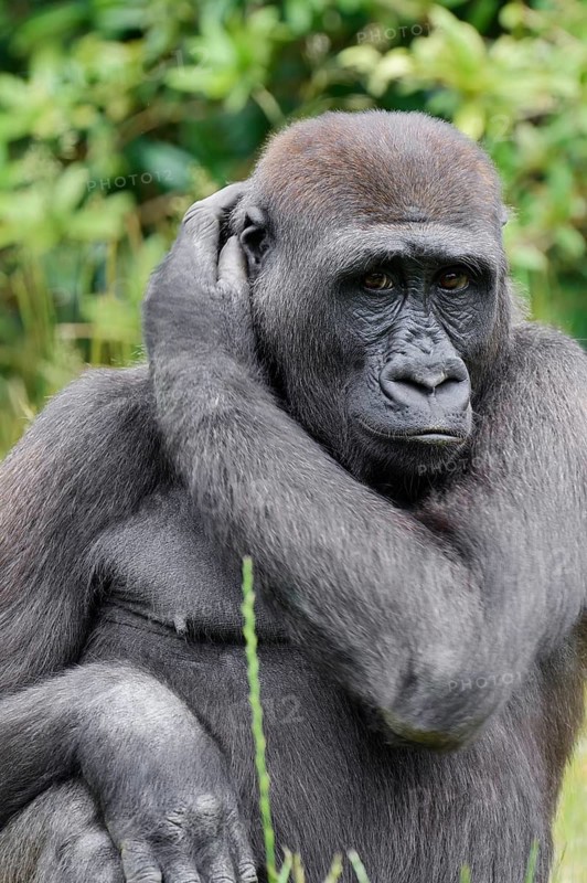 Western lowland gorilla (Gorilla gorilla gorilla), juvenile, captive, native to Africa