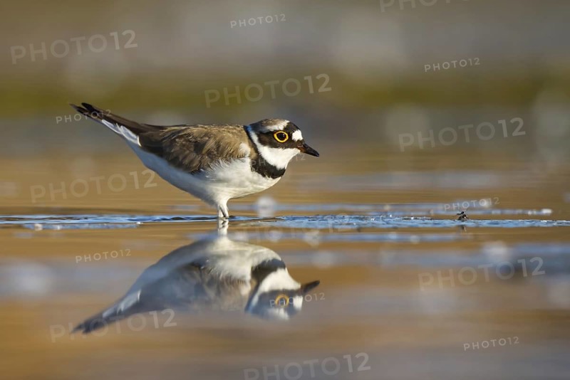 Little Ringed Plover (Charadrius dubius) female foraging, North Rhine-Westphalia, Germany