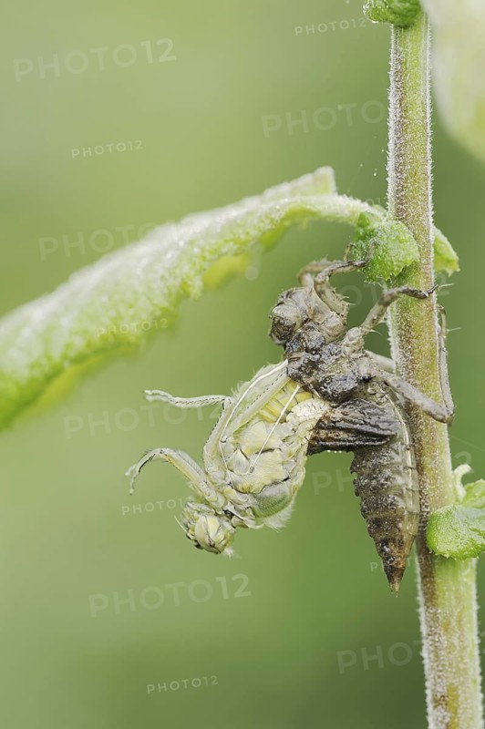 Black-tailed Skimmer (Orthetrum cancellatum), hatch, larva, dragonfly larva, North Rhine-Westphalia, Germany