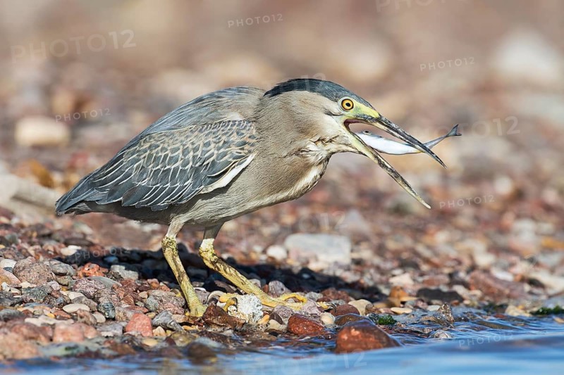 Striated Heron (Butorides striata) with fish prey in its beak, Eilat, Israel