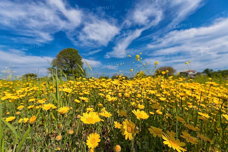 Landscape in Greece, flower meadow, tree, spring, island Lesbos Lesbos, Greece